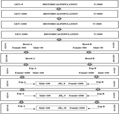 Optimizing purebred selection to improve crossbred performance